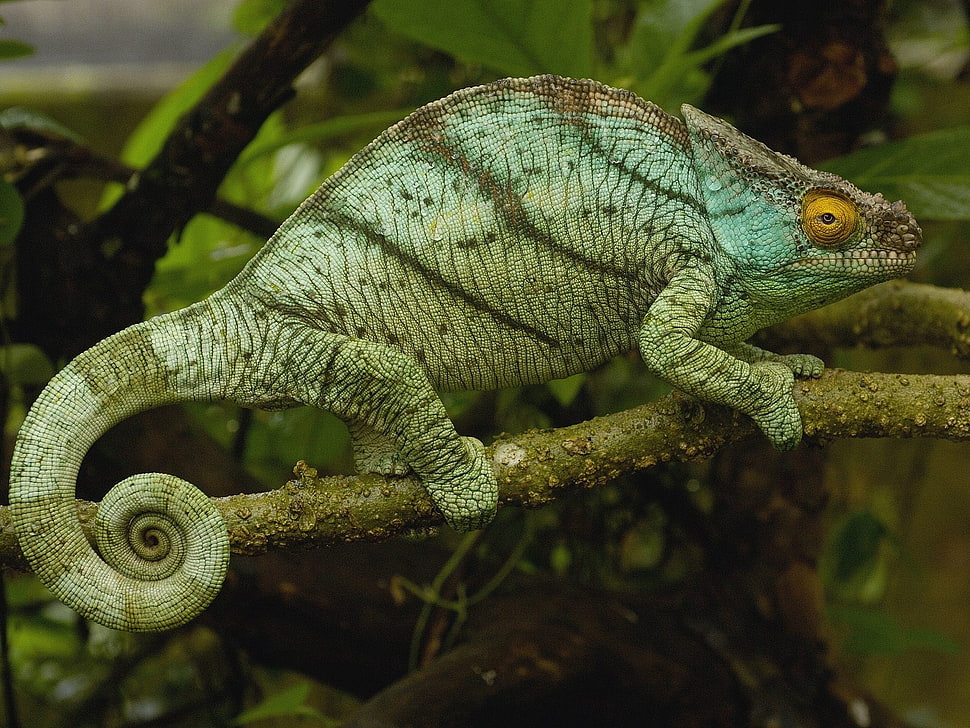 selective focus photography of chameleon HD wallpaper