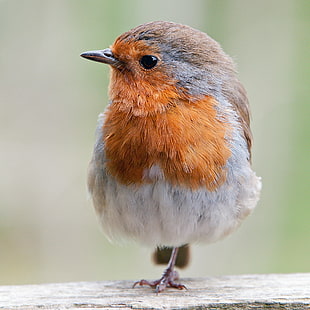 orange, white, and brown feathered small-beaked bird on top of brown surface, robin