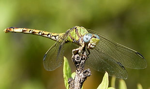 macro photography of dragonfly