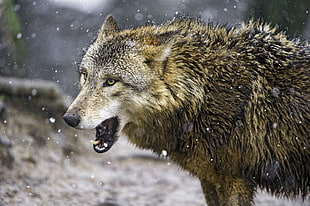selective focus photography of brown wolf in snow covered land