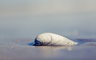closeup photo of sea shell in seashore during day time