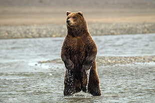 selective focus photography of brown Polar Bear