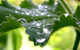 water droplets on leaf HD wallpaper