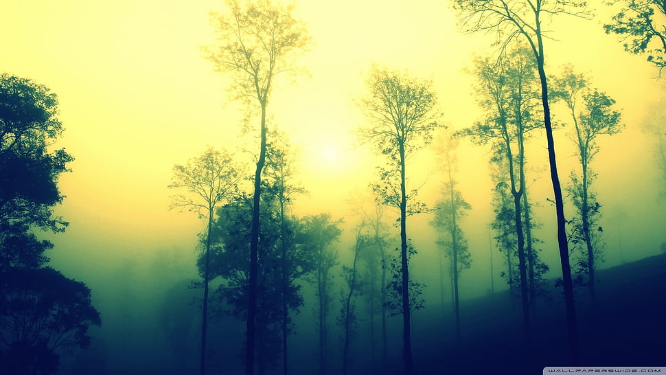green leafed tree, nature, trees, forest, mist HD wallpaper