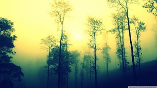 green leafed tree, nature, trees, forest, mist