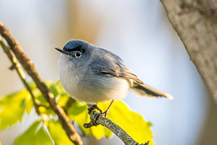 shallow focus photography of white and blue bird on branch during daytime