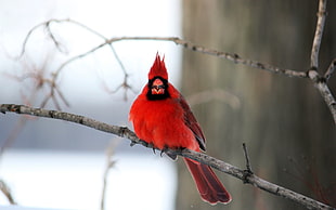 cardinal bird, nature, animals, wildlife, birds HD wallpaper