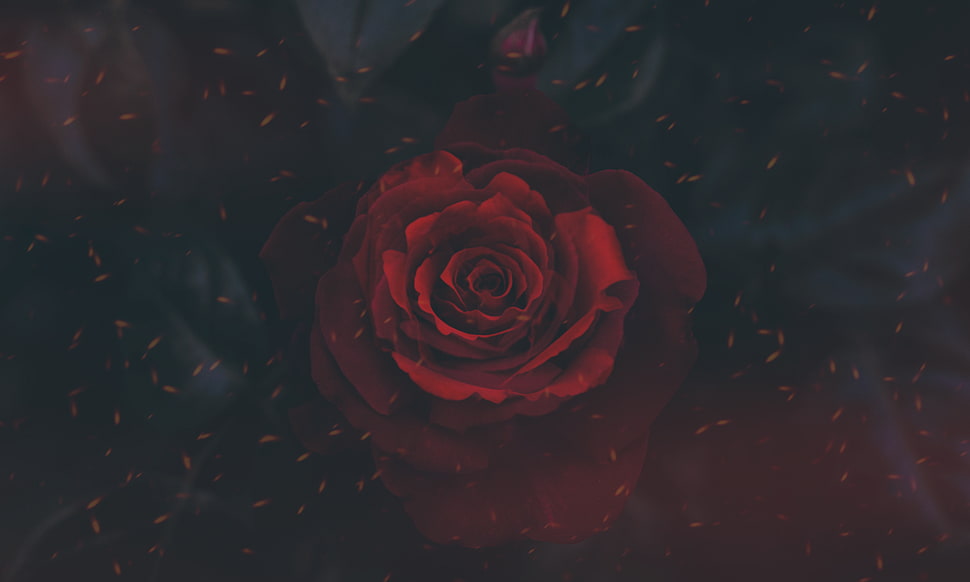 red rose flower HD wallpaper