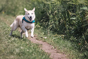 white Shepherd Dog running beside grass field