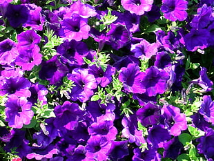 macro shot of purple flowers with green leaves