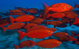 photo of school of orange fish under the water HD wallpaper