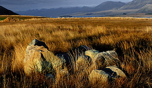 grey rocks on brown field at daytime, nz HD wallpaper