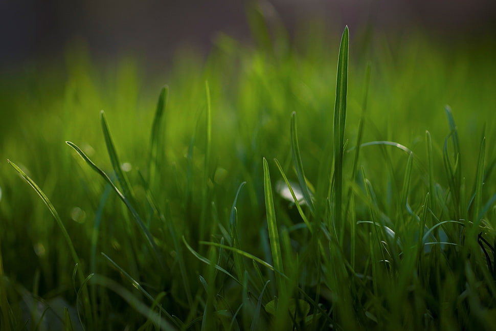 green grass selective focus photography HD wallpaper