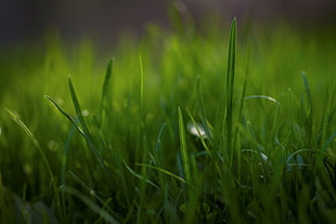 green grass selective focus photography