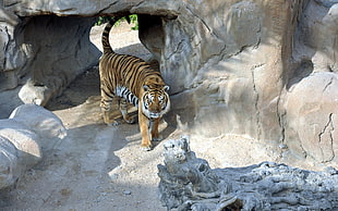 bengal tiger standing beside rock
