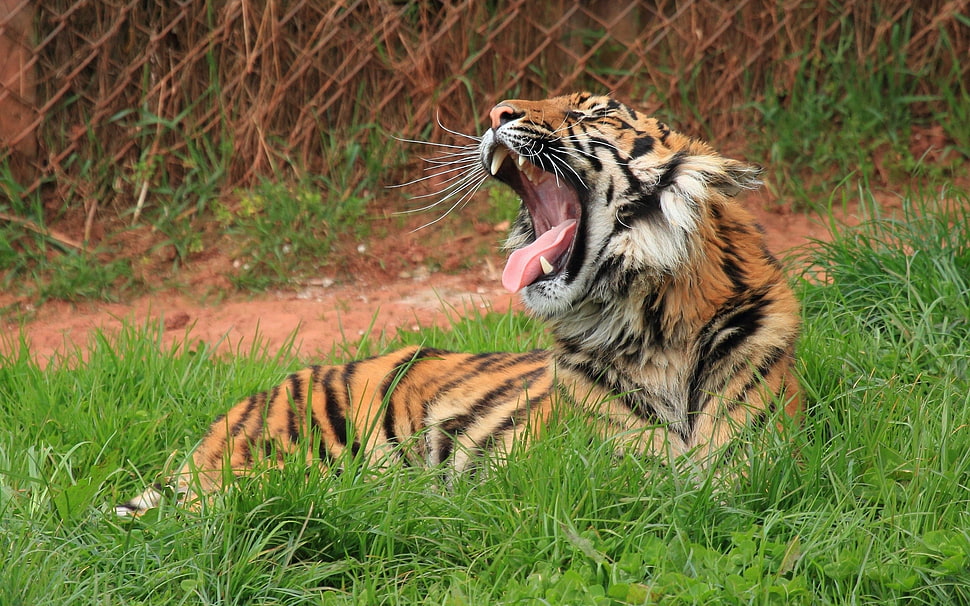 Tiger on grass field HD wallpaper