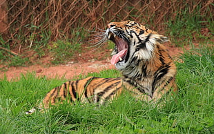 Tiger on grass field