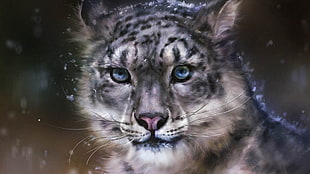 gray and black wild cat, snow leopards, animals, artwork, digital art