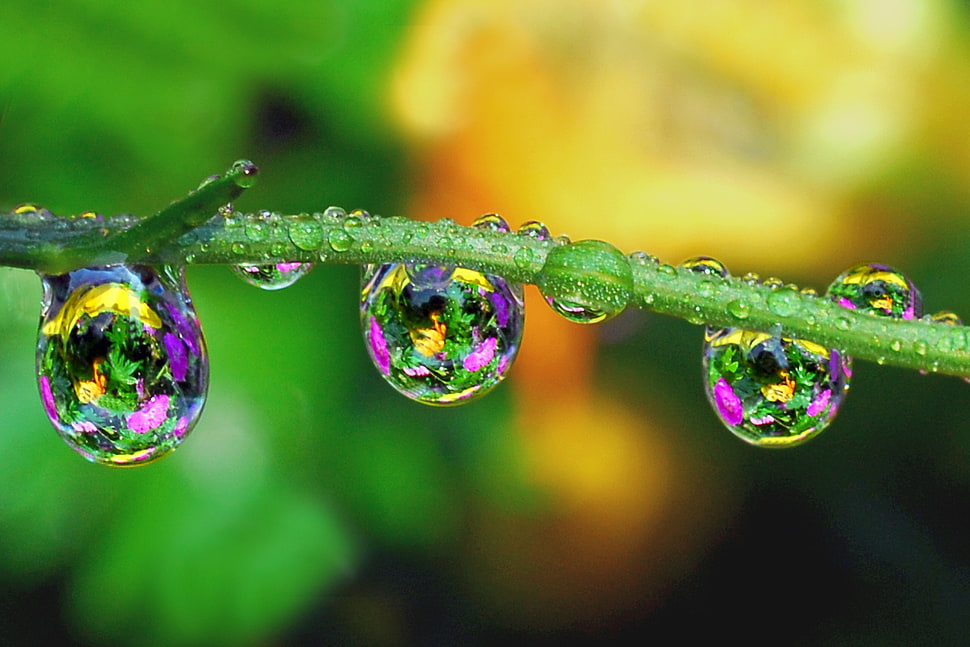 three water dew on green stem HD wallpaper