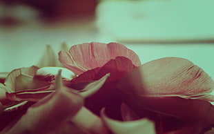 selective focus photography of petals HD wallpaper