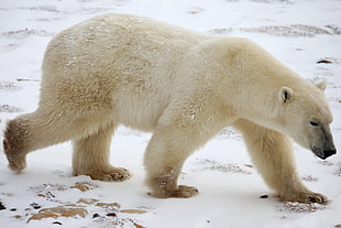 Polar Bear on snowfield