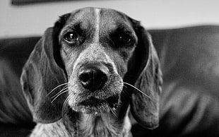 greyscale photography Beagle