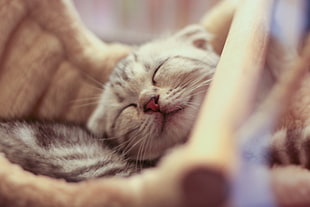 close up photo of sleeping kitten HD wallpaper