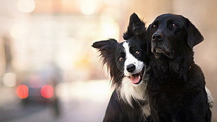 two white and black dogs, animals, dog