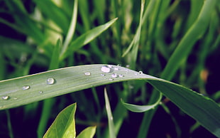 closeup photo of green grass with water dew
