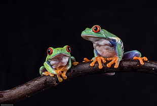 two Tree Frog on wood branch HD wallpaper