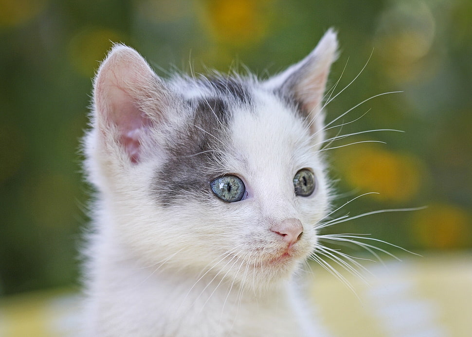short fur gray and white kitten HD wallpaper