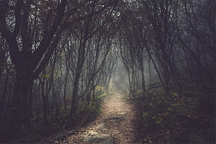 forest during daytime