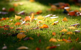 brown falling leaf on green grass
