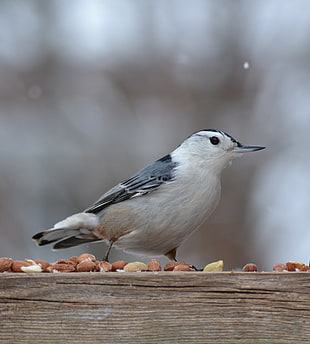 untitled, nuthatch HD wallpaper