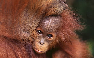 baby orangutan, animals, mammals, orangutans