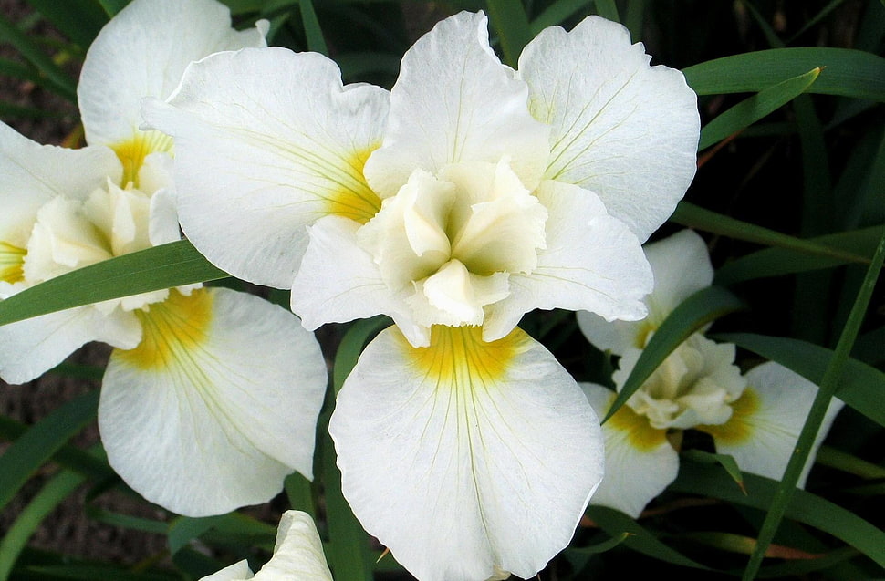 white floral macro shot HD wallpaper