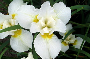 white floral macro shot