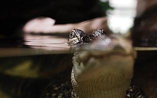 baby alligator on water