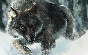 brown and black wolf, wolf, snow, animals, wildlife