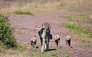 litter of leopard walking on ground