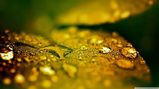 selective focus photography of water drop