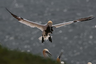 selective focus photography of bird under body of water HD wallpaper