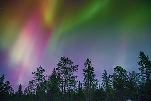 green tall trees under aurora borealis