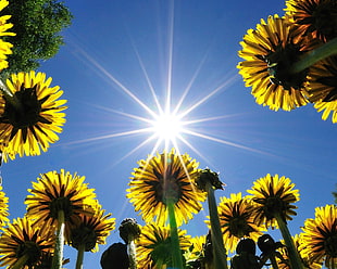 low angle photography of sunflowers during daytime HD wallpaper
