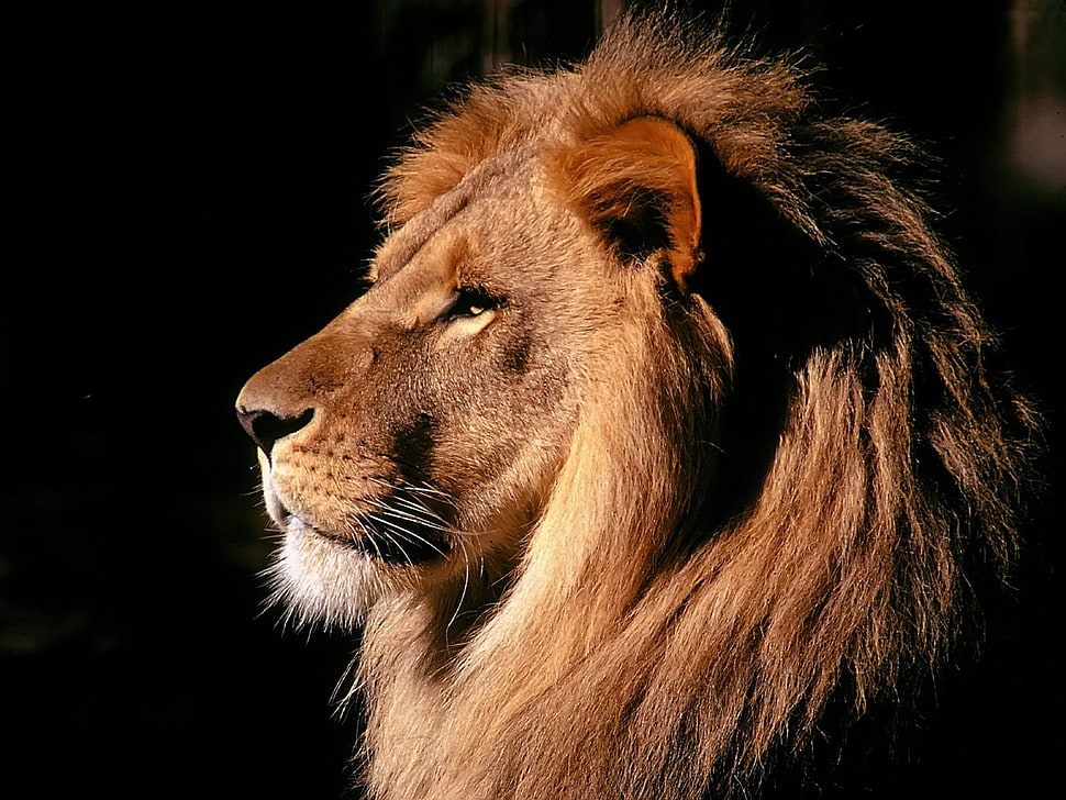 brown Lion HD wallpaper