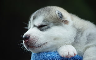 sable Siberian husky puppy, dog, animals, puppies, baby animals HD wallpaper