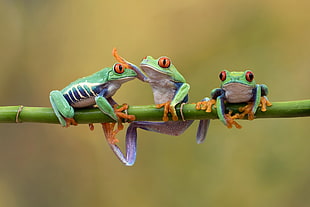 macro photography of three frog on bamboo stick
