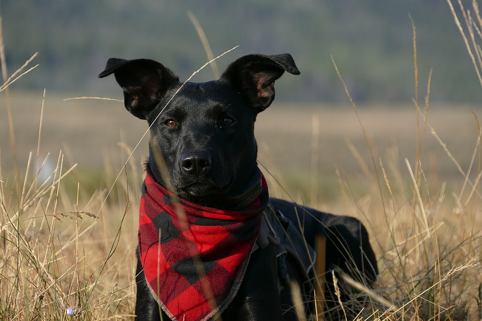 short-coated black dog, Dog, Muzzle, Handkerchief HD wallpaper