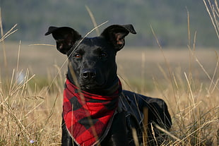 short-coated black dog, Dog, Muzzle, Handkerchief
