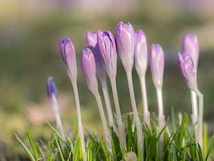 purple-and-white flowers in tilt shift lens photography HD wallpaper